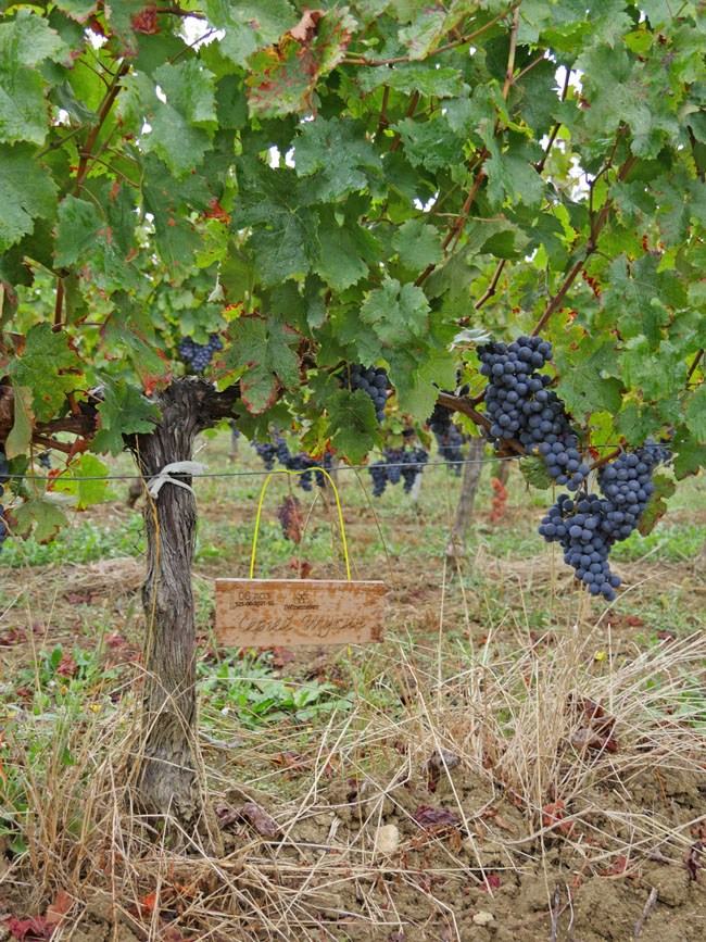 Виноградник на урожай